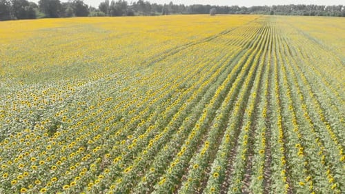 Magnifique champ de tournesols. Champ de tournesols.