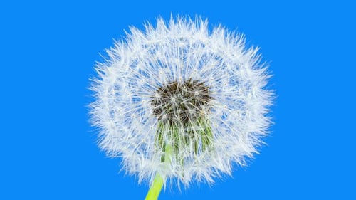 Löwenzahnblüten-Zeitraffer auf blauem Hintergrund. Blühender weißer Löwenzahn. Flauschige Blume