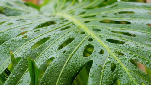 Gotas de lluvia gordas sobre una gran hoja verde de Delicious Monster después de una ráfaga de