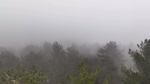 Texture of the misty forest aerial view background 4 K