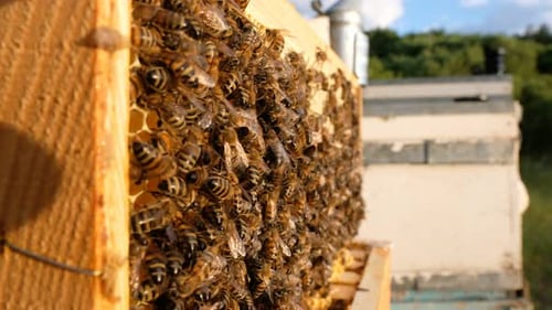 Honey Bees