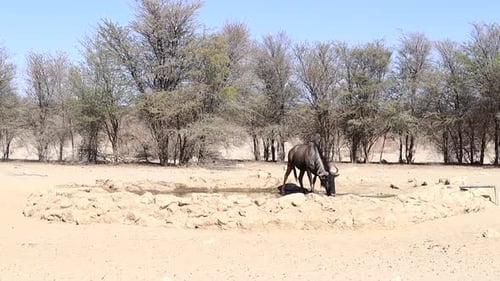 One lone Wildebeest drinks at man made watering hole in the Kalahari