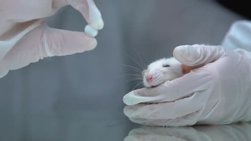 Mouse Receives Pill in Medical Lab