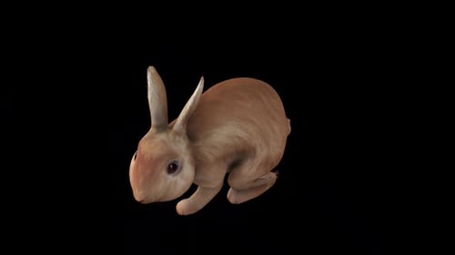 Brown Rabbit Idle View From Top Angle Front