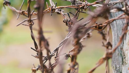 Rusty Barbed Wire on Weathered Fence Post