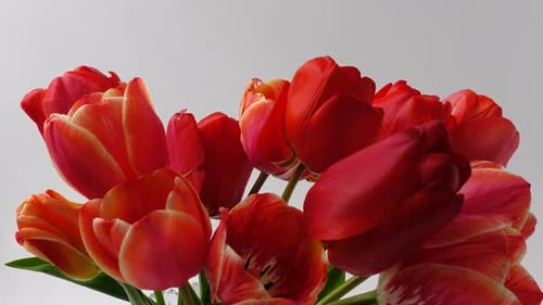 Close Up of a Bouquet of Red Tulips