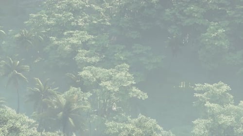 Fog Covered Jungle Rainforest Landscape