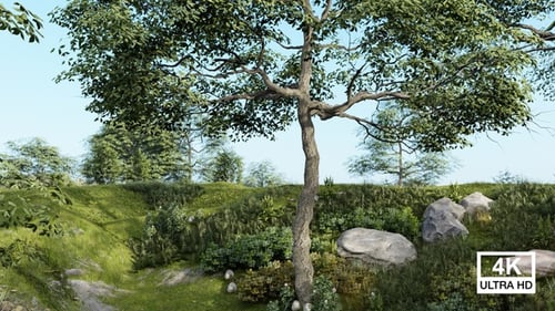 Trees On Green Hillside In Sunny Weather