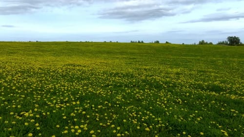Aerial View of the Yellow Flowers Field Under Blue Cloudy Sky