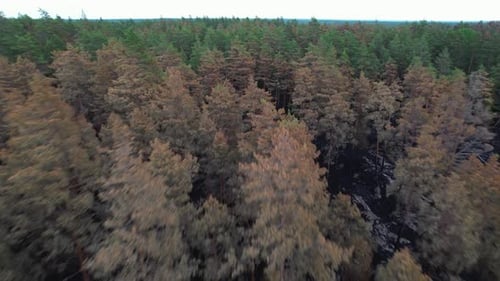Drone flying close to treetops after forest fire in Finsjö Sweden June 26 2021