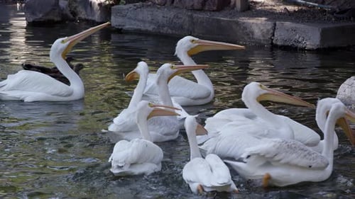 Pelicans catching fish they are being thrown