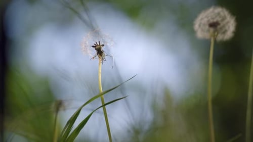 Nahaufnahme von Löwenzahn vor verschwommenem Hintergrund