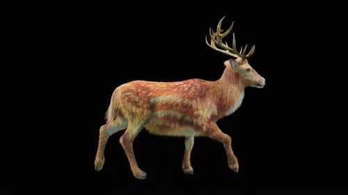 Hirsch Walk HD