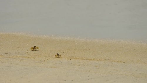 Krabben am Sandstrand
