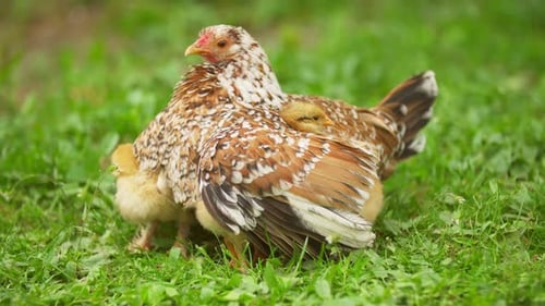 Chickens Are Hiding Under Their Mom