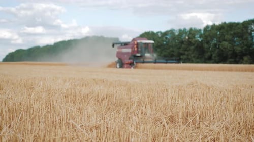 Combine Harvester Gathers the Wheat Crop. Wheat Harvesting Shears. Combines in the Field Food