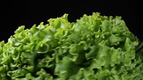 Delicious Green Lettuce with Wet Leaves on Black Background