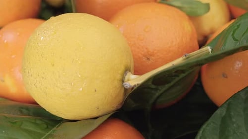 Zitronen- und Orangenzitrusfrüchte. Bunte gesunde Gruppe von gemischten Früchten, rotierendes Vitamin.