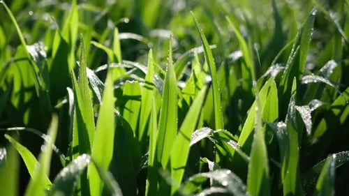 Frisches grünes Gras mit Tautropfen, Nahaufnahme