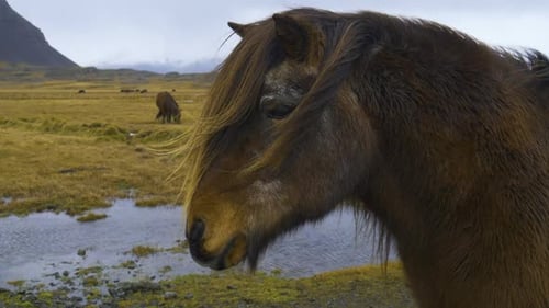 Close Up of Brown Horse in Rural Field