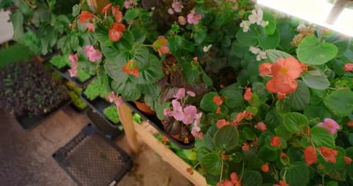 La culture de fleurs comestibles dans la ferme verticale de micropousses Superaliment vitaminé 60p Prores
