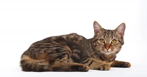 Brown Tabby Domestic Cat on White Background, Real Time 4K