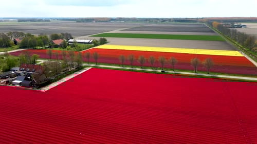 Beautiful Tulip Fields in the Netherlands During Spring Drone Aerial View of Tulip Fields Drone