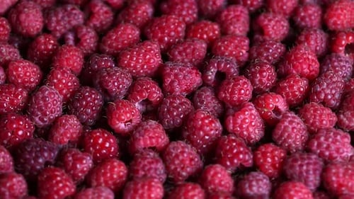 Close Up of Fresh Ripe Red Raspberries