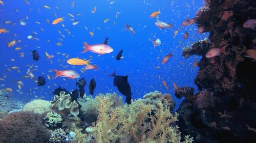 Unterwasser Tropisches Meer Bunte Fische