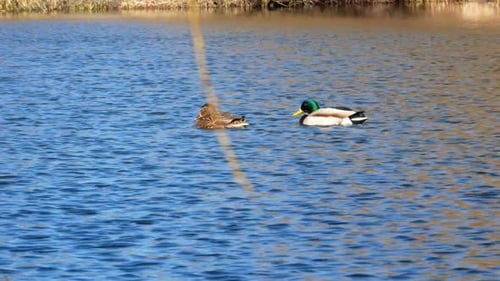 Ducks Swim on Lake