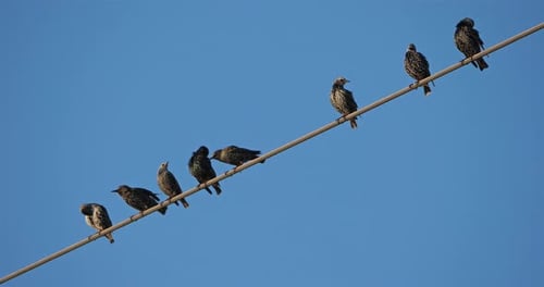 A flock of European starlings (Sturnus vulgaris) roost on overhead wires. Occitanie, France