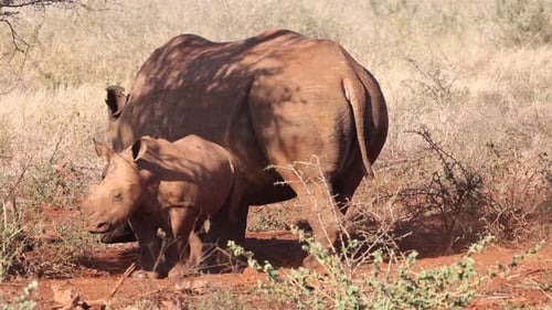 Rhinocéros blanc adulte et petit veau à mi-ombre d'un arbre africain épineux