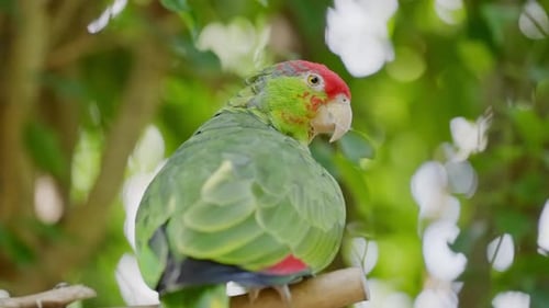 RedCrowned Amazon Parrot Perched In Tree