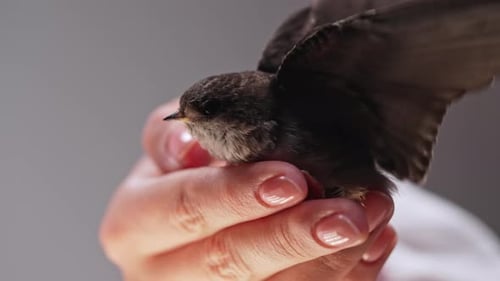 Tiny Bird Resting in Woman's Hands Indoors