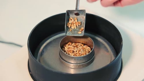 Close up Grain Seeds being Tested in Lab