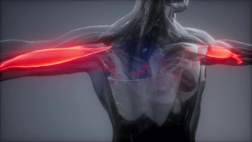 Biceps - Carte d'anatomie des muscles visibles