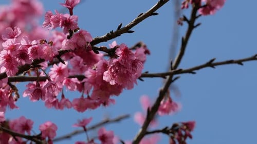 Pink Cherry Blossoms Blooming in Spring Against Blue Sky
