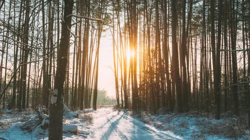 Vivid Beautiful Sunrise Sun Sunshine In Sunny Winter Forest