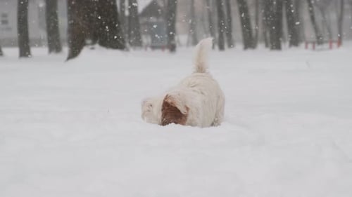 White Terrier Dog Playing in Winter Snow