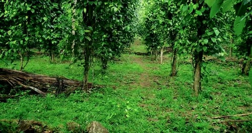Drone Shot Through A Black Pepper Creeper Plantation