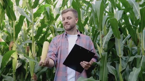Farmer Inspecting Corn Crop in Rural Field