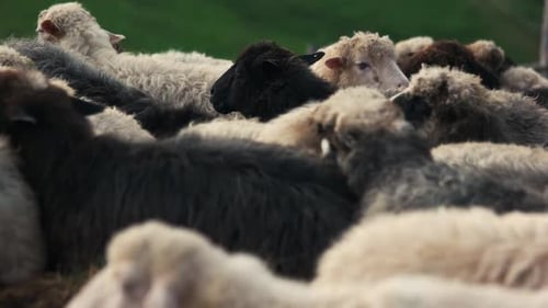 Black and White Sheeps on Mountain Pasture