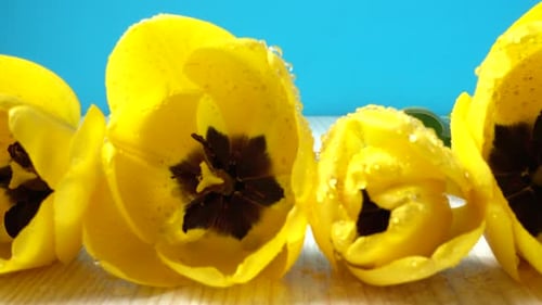 Close Up of Yellow Tulips with Water Droplets