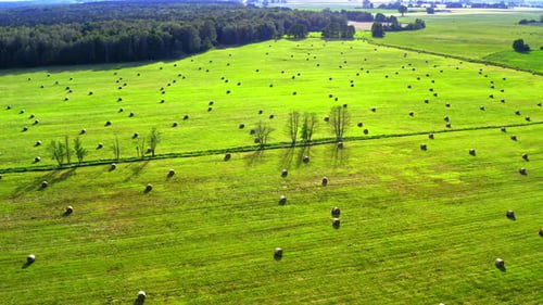 Sheaves of hay on green field in summer in Poland