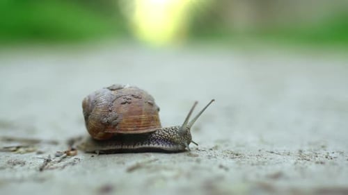 Closeup of a Snail Crawling Along a Dirt Road