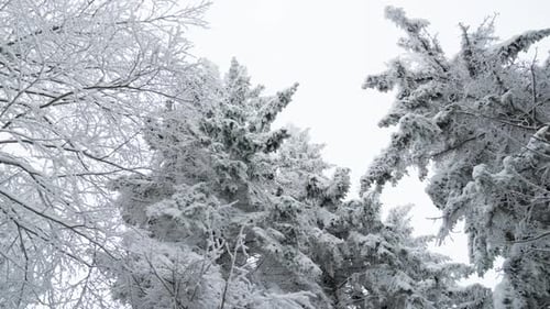 Mit Schnee bedeckter Winterwald