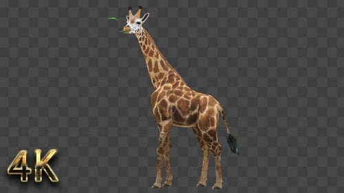 Giraffe eating