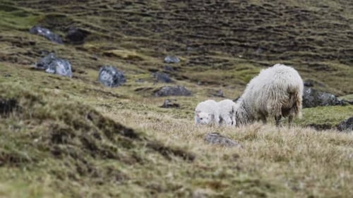 Lambs Running To Sheep On Faroe Island