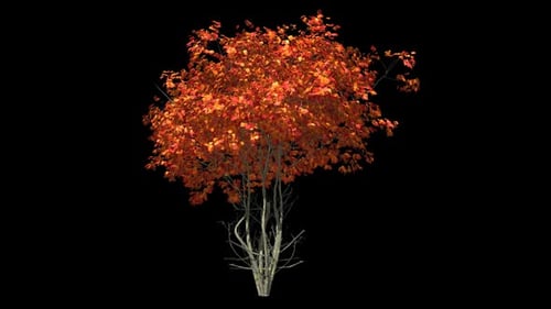 Herbstbaum mit Laub