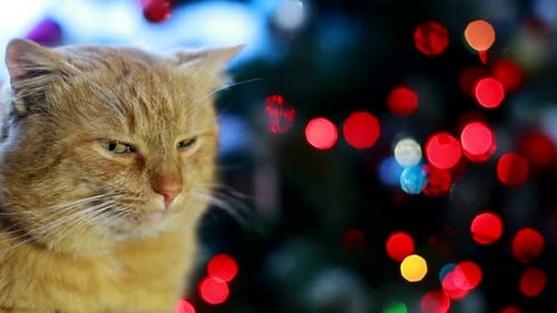 a Scottish Fold Cat Lay Down on Sofa Near the Christmas Tree with Lights